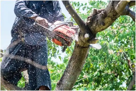 tree services Strum